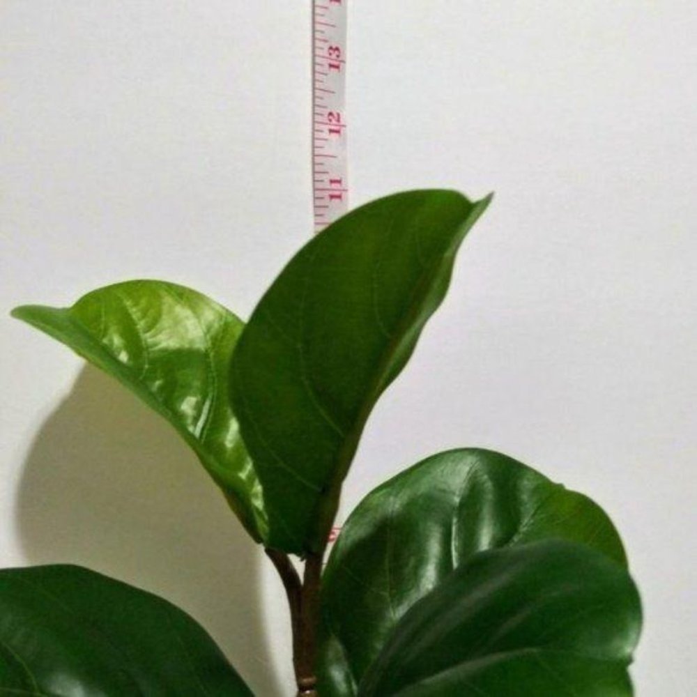 NWT 2pk Artificial Fiddle-Leaf Plant Ceramic Pot - Picture 6 of 7